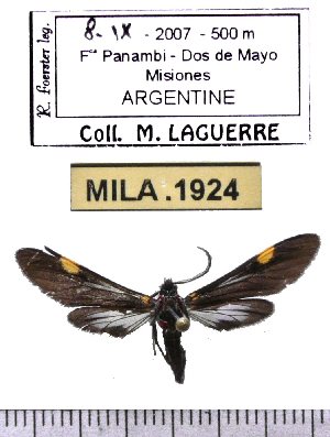  (Rhynchopyga meisteri - MILA 1924)  @14 [ ] Copyright (2012) Michel Laguerre Research Collection of Michel Laguerre