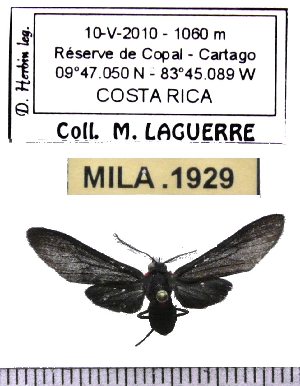  (Saurita sp-1ML - MILA 1929)  @12 [ ] Copyright (2012) Michel Laguerre Research Collection of Michel Laguerre