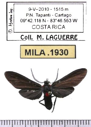  (Holophaea lycone - MILA 1930)  @12 [ ] Copyright (2012) Michel Laguerre Research Collection of Michel Laguerre