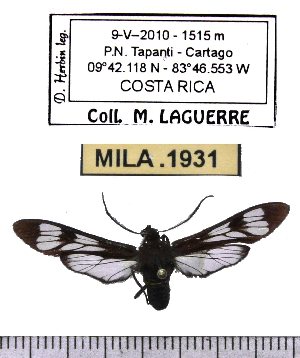  (Phaenarete diana - MILA 1931)  @15 [ ] Copyright (2012) Michel Laguerre Research Collection of Michel Laguerre
