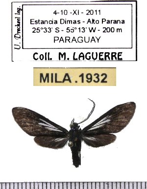  (Saurita clandestina - MILA 1932)  @13 [ ] Copyright (2012) Michel Laguerre Research Collection of Michel Laguerre