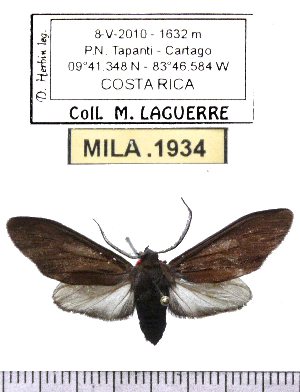  (Hyaleucerea panacea - MILA 1934)  @13 [ ] Copyright (2012) Michel Laguerre Research Collection of Michel Laguerre