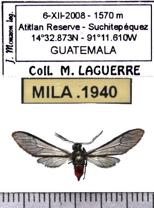  (Saurita musca - MILA 1940)  @12 [ ] Copyright (2012) Michel Laguerre Research Collection of Michel Laguerre