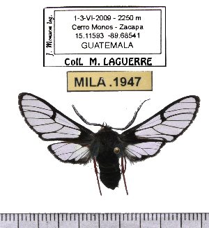  ( - MILA 1947)  @13 [ ] Copyright (2012) Michel Laguerre Research Collection of Michel Laguerre