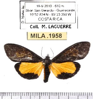  (Virbia underwoodi - MILA 1958)  @12 [ ] Copyright (2012) Michel Laguerre Research Collection of Michel Laguerre