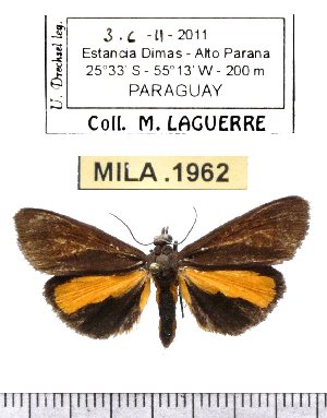  (Virbia divisa - MILA 1962)  @14 [ ] Copyright (2012) Michel Laguerre Research Collection of Michel Laguerre
