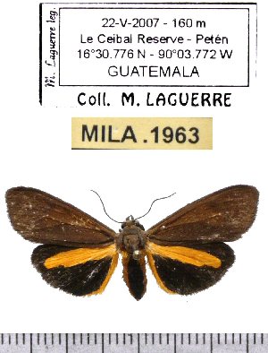  (Virbia birchi - MILA 1963)  @13 [ ] Copyright (2012) Michel Laguerre Research Collection of Michel Laguerre