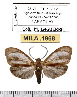  (Tricypha nigrescens - MILA 1968)  @13 [ ] Copyright (2012) Michel Laguerre Research Collection of Michel Laguerre