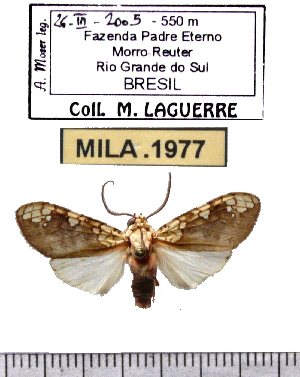  (Tessellarctia semivaria - MILA 1977)  @13 [ ] Copyright (2012) Michel Laguerre Research Collection of Michel Laguerre