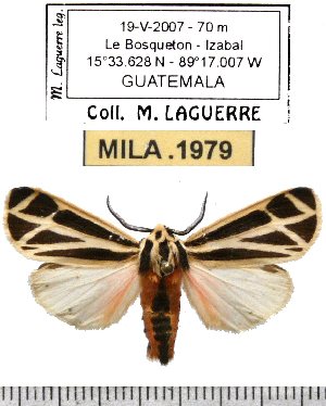  ( - MILA 1979)  @13 [ ] Copyright (2012) Michel Laguerre Research Collection of Michel Laguerre