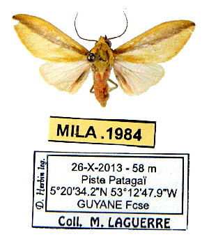  (Oodoptera guianensis - MILA 1984)  @14 [ ] CreativeCommons - Attribution Share-Alike (2016) Unspecified Universite de Bordeaux