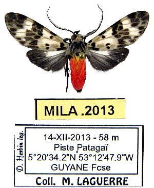  (Heliura roseiceps - MILA 2013)  @14 [ ] Unspecified (default): All Rights Reserved  Unspecified Unspecified