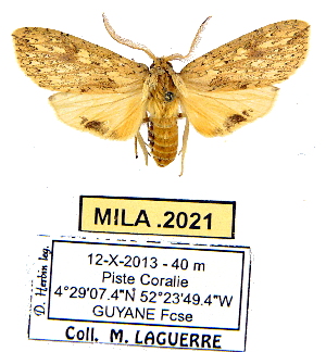  (Leucanopsis liparoides - MILA 2021)  @14 [ ] Unspecified (default): All Rights Reserved  Unspecified Unspecified