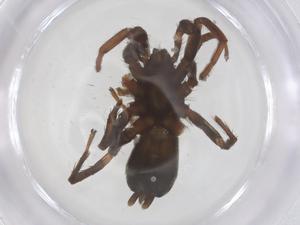  ( - CBG-A68826-F05)  @11 [ ] CreativeCommons - Attribution Share - Alike (2025) Centre for Biodiversity Genomics Centre for Biodiversity Genomics