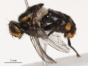  (Oxysarcodexia culmiforceps - CBG-B12667-A02)  @11 [ ] CreativeCommons - Attribution Share - Alike (2025) CBG Photography Group Centre for Biodiversity Genomics