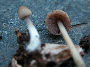  ( - TRTC150738)  @11 [ ] CreativeCommons - Attribution Non-Commercial Share-Alike (2010) Mycology Division, Royal Ontario Museum Royal Ontario Museum