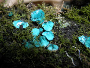  (Chlorociboria sp - TRTC150740)  @11 [ ] CreativeCommons - Attribution Non-Commercial Share-Alike (2010) Mycology Division, Royal Ontario Museum Royal Ontario Museum