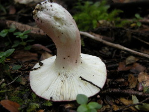  (Russula nothofaginea - TRTC150742)  @11 [ ] CreativeCommons - Attribution Non-Commercial Share-Alike (2010) Mycology Division, Royal Ontario Museum Royal Ontario Museum