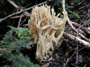  (Ramaria patagonica - TRTC150751)  @11 [ ] CreativeCommons - Attribution Non-Commercial Share-Alike (2010) Mycology Division, Royal Ontario Museum Royal Ontario Museum