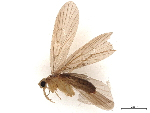  ( - BIOUG45962-C06)  @11 [ ] CreativeCommons - Attribution (2021) CBG Photography Group Centre for Biodiversity Genomics
