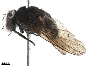 (Stomoxys pullus - BIOUG46406-G06)  @11 [ ] CreativeCommons - Attribution (2019) CBG Photography Group Centre for Biodiversity Genomics