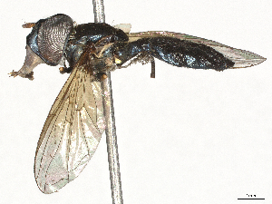  (Allobaccha bequaerti - BIOUG46426-D06)  @11 [ ] CreativeCommons - Attribution (2024) CBG Photography Group Centre for Biodiversity Genomics