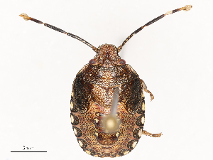  ( - CBG-B12667-G01)  @11 [ ] CreativeCommons - Attribution Share - Alike (2025) CBG Photography Group Centre for Biodiversity Genomics