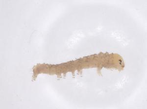  ( - CBG-B21118-C06)  @11 [ ] CreativeCommons - Attribution Share - Alike (2025) Centre for Biodiversity Genomics Centre for Biodiversity Genomics