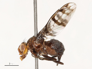  (Automola - CBG-B21615-G12)  @11 [ ] CreativeCommons - Attribution Share - Alike (2025) CBG Photography Group Centre for Biodiversity Genomics