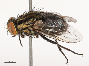  (Oxysarcodexia admixta - CBG-B21620-B06)  @11 [ ] CreativeCommons - Attribution Share - Alike (2025) CBG Photography Group Centre for Biodiversity Genomics