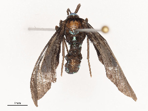  ( - CBG-B21624-C03)  @11 [ ] CreativeCommons - Attribution Share - Alike (2025) CBG Photography Group Centre for Biodiversity Genomics
