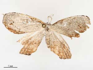  ( - CBG-B21625-A02)  @11 [ ] CreativeCommons - Attribution Share - Alike (2025) CBG Photography Group Centre for Biodiversity Genomics