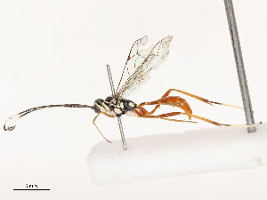  (Distictus - CBG-B21625-F04)  @11 [ ] CreativeCommons - Attribution Share - Alike (2025) CBG Photography Group Centre for Biodiversity Genomics