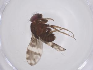  ( - CBG-B21720-D03)  @11 [ ] CreativeCommons - Attribution Share - Alike (2025) Centre for Biodiversity Genomics Centre for Biodiversity Genomics