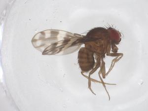  ( - CBG-B21721-G09)  @11 [ ] CreativeCommons - Attribution Share - Alike (2025) Centre for Biodiversity Genomics Centre for Biodiversity Genomics