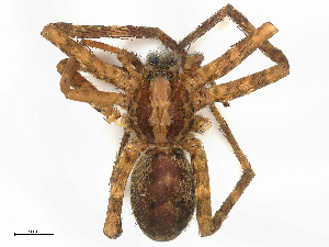  ( - CBG-B21727-G11)  @11 [ ] CreativeCommons - Attribution Share - Alike (2025) CBG Photography Group Centre for Biodiversity Genomics