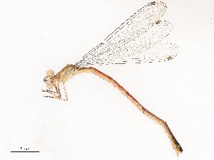  (Oxyagrion - CBG-B21727-H02)  @11 [ ] CreativeCommons - Attribution Share - Alike (2025) CBG Photography Group Centre for Biodiversity Genomics