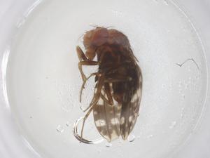  ( - CBG-B21774-A03)  @11 [ ] CreativeCommons - Attribution Share - Alike (2025) Centre for Biodiversity Genomics Centre for Biodiversity Genomics