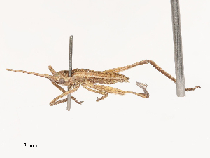  (Dasyscelus - CBG-B21800-C12)  @11 [ ] CreativeCommons - Attribution Share - Alike (2025) CBG Photography Group Centre for Biodiversity Genomics