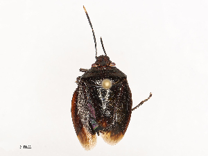  ( - CBG-B21800-E04)  @11 [ ] CreativeCommons - Attribution Share - Alike (2025) CBG Photography Group Centre for Biodiversity Genomics