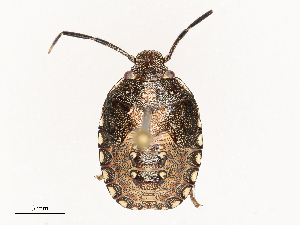  ( - CBG-B21800-E05)  @11 [ ] CreativeCommons - Attribution Share - Alike (2025) CBG Photography Group Centre for Biodiversity Genomics