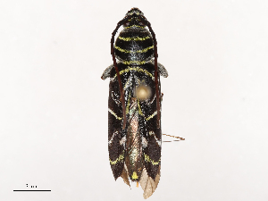  ( - CBG-B22617-A12)  @11 [ ] CreativeCommons - Attribution Share - Alike (2025) CBG Photography Group Centre for Biodiversity Genomics