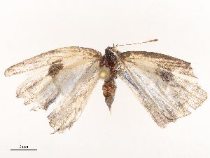 ( - CBG-B22617-G09)  @11 [ ] CreativeCommons - Attribution Share - Alike (2025) CBG Photography Group Centre for Biodiversity Genomics