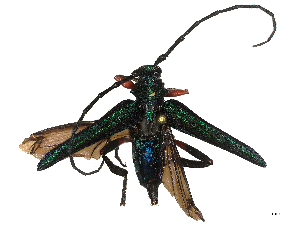  ( - CBG-B00465-C10)  @11 [ ] CreativeCommons - Attribution Share - Alike (2025) CBG Photography Group Centre for Biodiversity Genomics