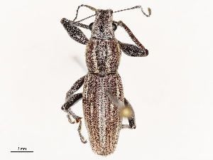  ( - CBG-B00466-A07)  @11 [ ] CreativeCommons - Attribution Share - Alike (2025) CBG Photography Group Centre for Biodiversity Genomics