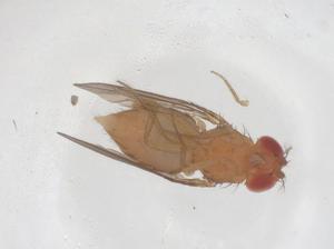  ( - CBG-B00471-E05)  @11 [ ] CreativeCommons - Attribution Share - Alike (2025) Centre for Biodiversity Genomics Centre for Biodiversity Genomics