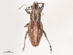  ( - CBG-B00485-A05)  @11 [ ] CreativeCommons - Attribution Share - Alike (2025) CBG Photography Group Centre for Biodiversity Genomics