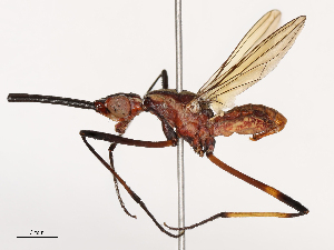  ( - CBG-B00485-A11)  @11 [ ] CreativeCommons - Attribution Share - Alike (2025) CBG Photography Group Centre for Biodiversity Genomics