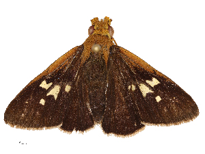  ( - CBG-B00485-D03)  @11 [ ] CreativeCommons - Attribution Share - Alike (2025) CBG Photography Group Centre for Biodiversity Genomics