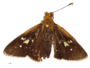  ( - CBG-B00485-D04)  @11 [ ] CreativeCommons - Attribution Share - Alike (2025) CBG Photography Group Centre for Biodiversity Genomics